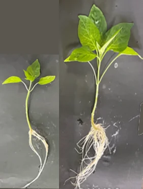 Bell pepper control and PAW-treated plant comparison