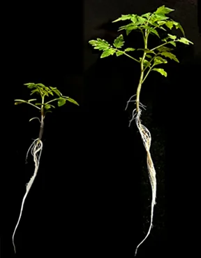 Tomato control and PAW-treated plant comparison